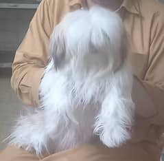 shihtzu