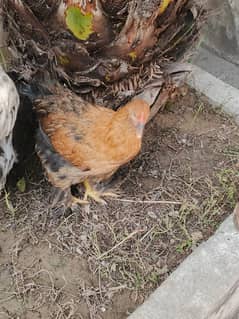 2 pair fancy hay 1 white fancy male hay