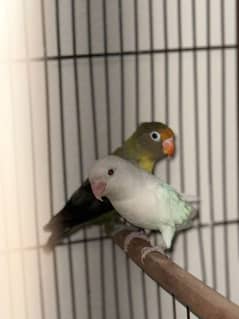 love birds. . .