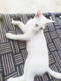 cat  4 month