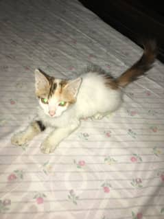 Female cat 2 colours