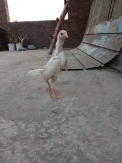 Pure White king shamo top quality