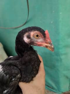 Aseel Chicken