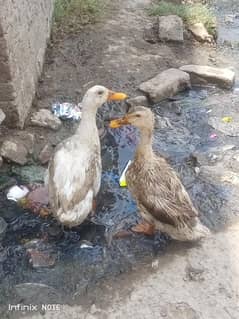 Muscovy duck