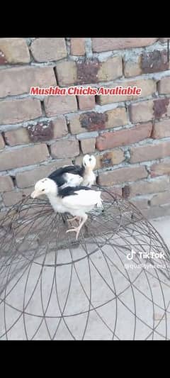 Aseel lasani chicks pair