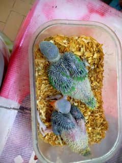 ringneck chicks