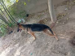 German shepherd