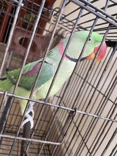 RAW PARROT for sale