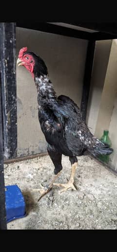 Aseel black shamo