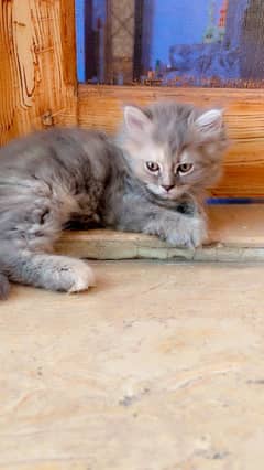 beautiful Persian cat