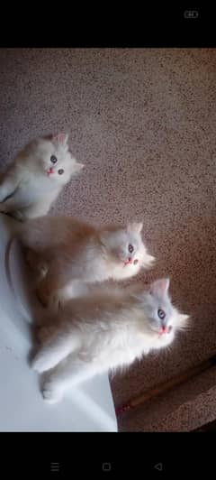 Triple