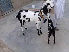 Bakri with 1 female kid