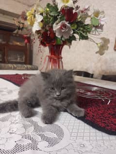 persian cat smoke grey fluffy