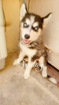 Siberian