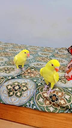 Yellow Ringneck 5 months chick