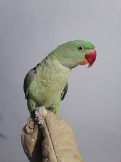 KASHMIRI RAW PARROT AND HAND TAMED COCKATIEL