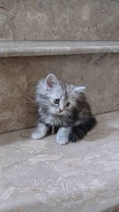 Persian brown eyes fluffy kitten