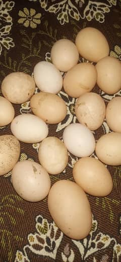 Pure Aseel eggs