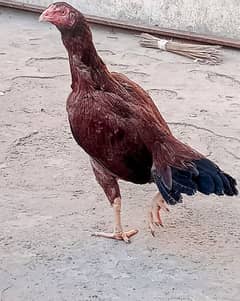 میانوالی
