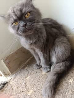Fluffy Persian Kittens for Sale  Grey Color Homebred  Healthy & Active