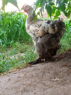buff male female piar