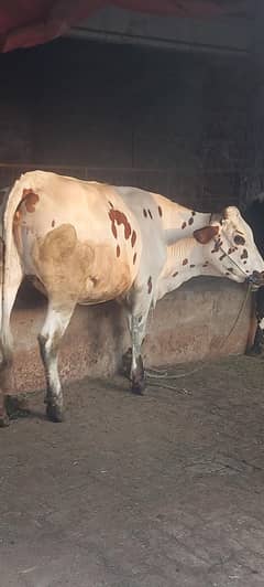 red frezean or cholastani cross 4 month ghaban