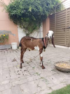 Bakra for sale