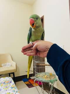tamed Pahari