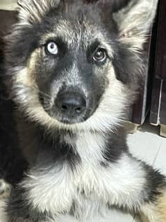Huskey