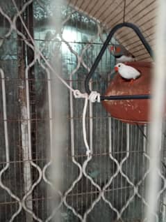 Finches Birds