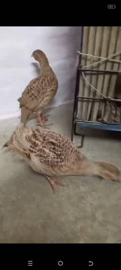 irain teetar for sale breed kaliye tayar hai
