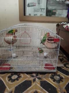 Lovebirds