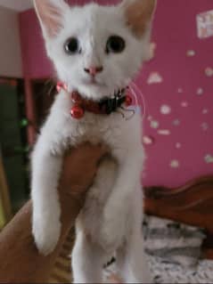 Persian