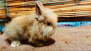 Lion head dwarf healthy and active fancy rabbit
