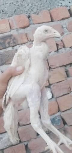 heera aseeel