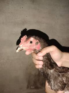 BERMI