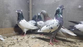Goldan sialkoti surkhay pigeons for sale.