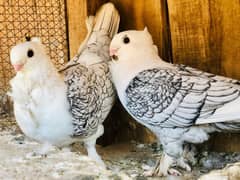 Sentinet Breeder Pair & Megpai Gubara Pair