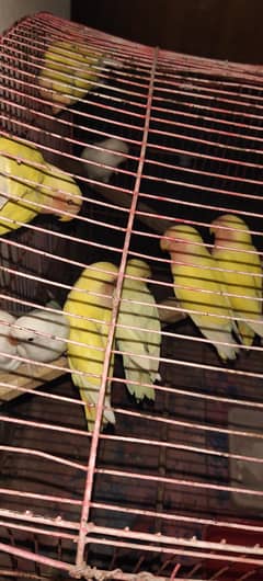 love bird