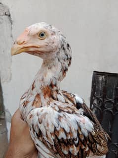 Shamo or Aseel Chicks