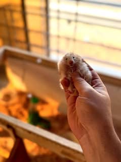 Playful Hamsters Looking for a Loving Home – Low Maintenance Pets!
