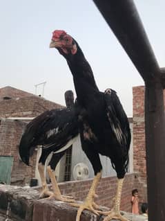 Lakha