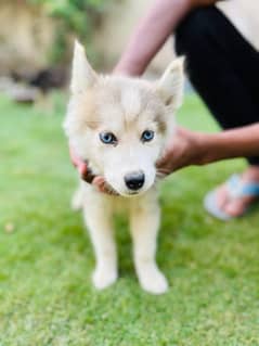 PURE SIBERIAN HUSKY