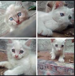 4 kittens. 2 Persian n 2 sciberian