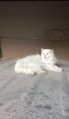 breeder blue eyes cat