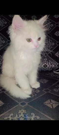 Persian