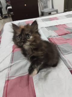 Persian male kittens
