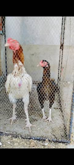 Aseel pair