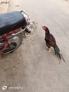amroha blood line