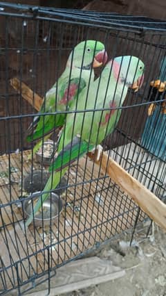 Raw kashmiri parrots 2 piece with talking